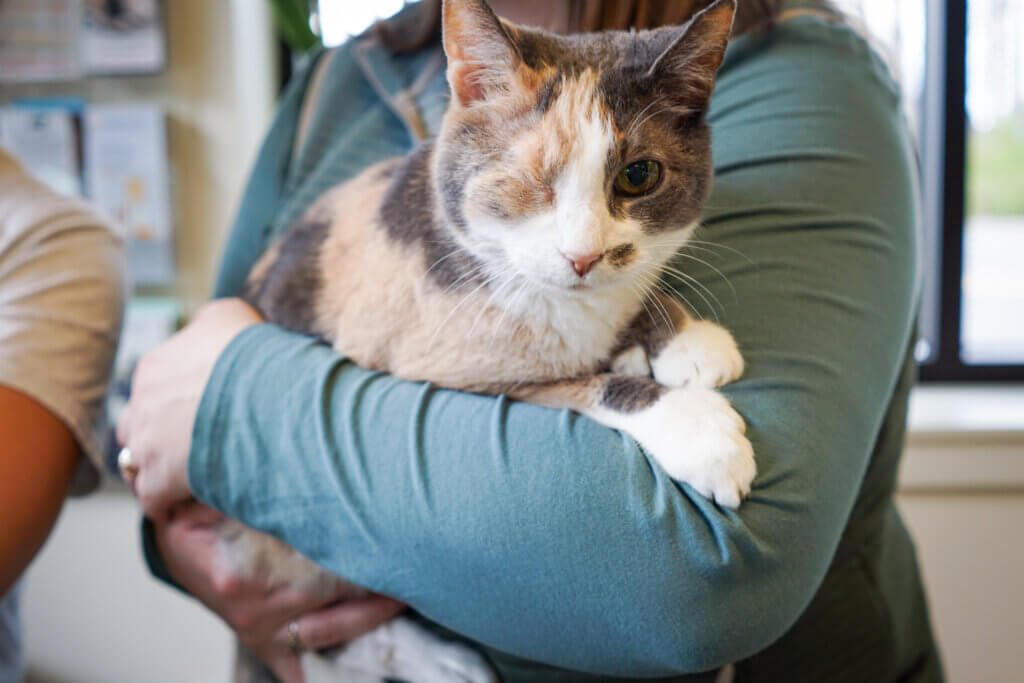 Kenmore Veterinary Hospital